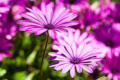 多人射击游戏《LAST FLAG》新预告